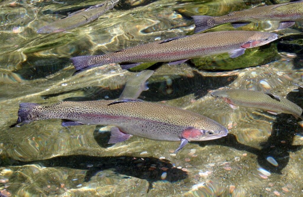 A group of Rainbow Trout in a creek.