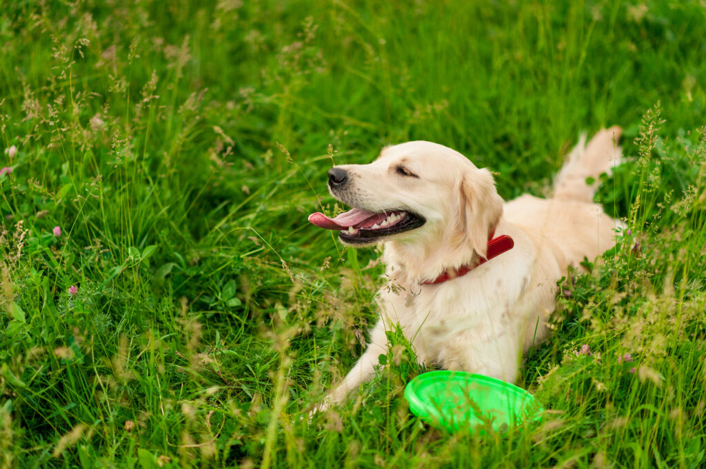 A golden retriever on green grass at the Dog Park on sunny day.