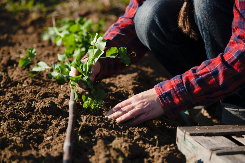 Closeup of woman's hands planting vegetables in soil in sunny garden.